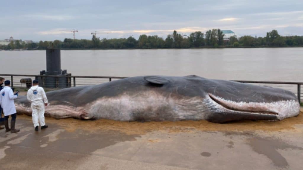 Insolite : une baleine géante échouée sur les quais de Bordeaux !